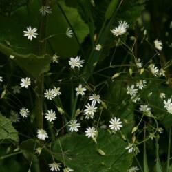 Pázsitos csillaghúr (Stellaria graminea - Lesser Stitchwort) Bailey virágeszencia 10ml