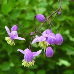 Borkóró (Thalictrum dipterocarpum - Meadow rue) Bailey virágeszencia 10ml