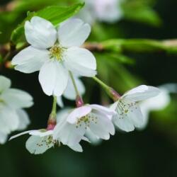 Mandula (Prunus dulcis - Almond) Bailey virágeszencia 10ml