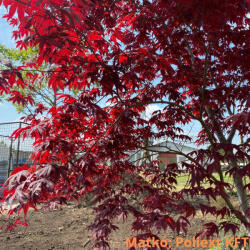 Vérbordó japán juhar - Acer palmatum 'Atropurpureum