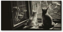 Wallmuralia. hu Akrilkép Macskák az ablakban 140x70 cm 4 fogantyú