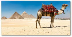 Wallmuralia. hu Akrilkép Camel kairóban 120x60 cm 4 fogantyú