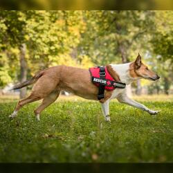 PET NOVA Rescue kutyahám XL 70 - 90 cm, piros