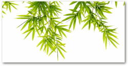 Wallmuralia. hu Akrilkép Bambusz levelek 120x60 cm 4 fogantyú