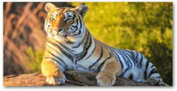  Wallmuralia. hu Akrilkép Portré egy tigris 125x50 cm 4 fogantyú