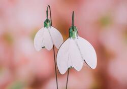 Minikek Hóvirág fej díszítőkellék két méretben - 5 vagy 7 cm - 5cm
