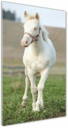 Wallmuralia. hu Akrilkép Ló albínó 60x120 cm 4 fogantyú
