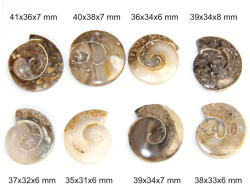  Cabochon din Ammonit Scoica Gastropod - 35-41x31-39x6-8 mm - 1 Buc