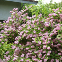  Rózsás virágú gyöngyvirágcserje - Deutzia x hybrida 'Tourbillon Rouge' - Konténeres