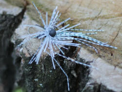 Rapture TG Finesse Rub Jig 3, 5gr #01 Wh/Bl-Prl/Blck Szoknyás Jig (188-27-024)