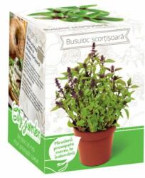 Yurta Kit Plante Aromatice Busuioc aroma de scortisoara (HCTA01843)