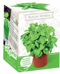 Yurta Kit Plante Aromatice Busuioc lamaios (HCTA01838)