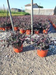 Ragyogás IM Kft Kínai Rojtosvirág - Loropetalum Chinense Fede - plantstore - 4 350 Ft