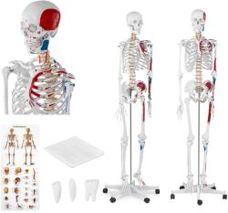Physa Emberi csontváz modell - életnagyságú (PHY-SK-2)