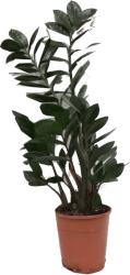 Ibh Agglegény Pálma Cs: 17cm, Zamioculcas Zamiifolia