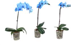 Ibh Kék Festett Orchidea Cs: 12 Cm Phalenopsis