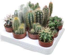 Ibh Kaktusz Mix Cs: 6, 5cm Cactus Mix