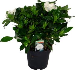Ibh Illatos Gardénia Cs: 13cm Gardenia Jasminoides