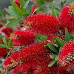  Callistemon citrinus splendens 15 cm cserépben kb. 20 cm magas