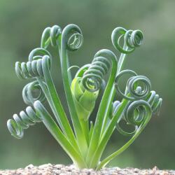  Albuca Spiralis vanília illatú spirál levelű hagymás 12 cm-es cserépben