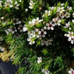  Waxflower waxvirág törzses 17 cm-es cserépben, kb. 40 cm magas ( mediterrán növény)