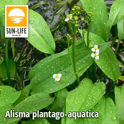 Sun-Life Alisma plantago-aquatica / Vízi hidőr (7) (TN00007) - aqua-farm