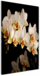  Wallmuralia. hu Egyedi üvegkép Orchidea 70x100 cm 4 fogantyú