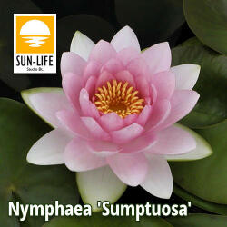 Sun-Life Nymphaea Sumptuosa (SUP) (TN00SUP) - koi-farm