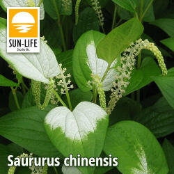 Sun-Life Saururus chinensis / Kínai gyíkfű (111) (TN00111) - koi-farm
