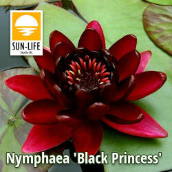 Sun-Life Nymphaea Black Princess (BLA) (TN00BLA) - koi-farm