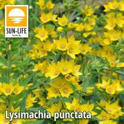 Sun-Life Lysimachia punctata / Pettyegetett lizinka (71) (TN00071) - aqua-farm