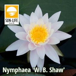 Sun-Life Nymphaea W. B. Shaw (WBS) (TN00WBS) - aqua-farm