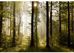 4-Home Imagine de fundal foto XXL Pădure de dimineață 360x 270 cm, 4 părți