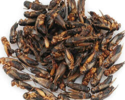 trópus Trópus Dried Cricket - kiegészítő eleség (szárított tücsök) rágcsálók, madarak, sünik és hüllők részére (40g)