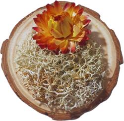 Onore Martisor suport lemn, Onore, multicolor, lemn si licheni, 6 cm diametru, aranjament floare licheni alb