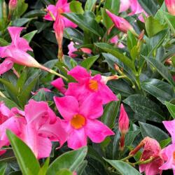  Dipladenia tölcsérjázmin 17 cm-es cserépben, vegyes színekben (mediterrán növény)