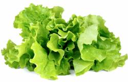Click & Grow salată verde, capsule cu semințe și substrat 3 buc (SGR32X3)