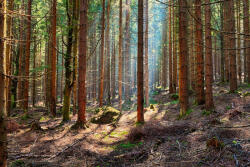 Dimex Vlies Fotótapéta - Spruce forest - 375x250 cm (MS-5-1848)