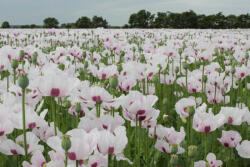 Dimex Vlies Fotótapéta - Lilac poppies - 375x250 cm (MS-5-1346)