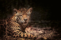 Dimex Vlies Fotótapéta - Leopard with intense eyes - 375x250 cm (MS-5-0538)
