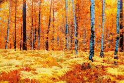 Dimex Vlies Fotótapéta - Yellow autumn forest - 375x250 cm (MS-5-1907)