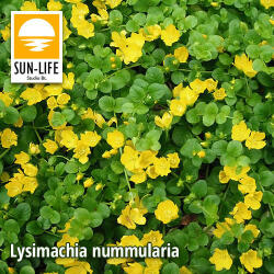 Sun-Life Lysimachia nummularia / Pénzlevelű lizinka (70) (TN00070)