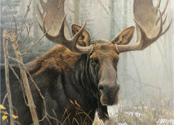 Cobble Hill 45051 - Bull Moose - 500 db-os puzzle (45051)