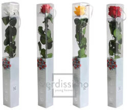 Verdissimo Örökrózsa 55 cm dobozos
