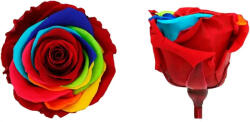 Verdissimo Örökrózsa 55 cm lédig - Rainbow