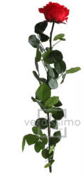 Verdissimo Örökrózsa 55 cm lèdig prèmium