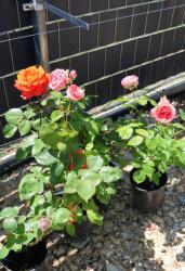 Ragyogás IM Kft Rózsa Több Színben-rosa In Varieta Bush