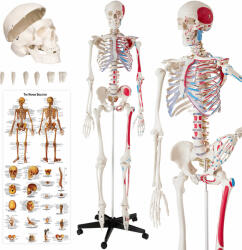 TecTake Anatómiai emberi csontváz az izmok számozásával és jelölésével (3299682)