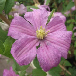 Rózsás iszalag - Clematis patens ’Comtesse de Bouchaud’ - Konténeres