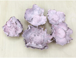  Rózsaszín pipacs termés 5db/csomag